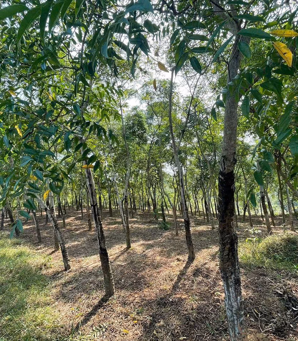 ”son ta” tree - Toxicodendron vernicifluum(Son Ta Phu Tho - Rhus Succedanea paint in Phu Tho)