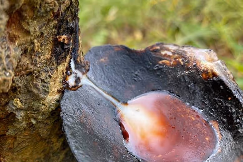 Lacquer Tree Resin(Son Ta Phu Tho - Rhus Succedanea paint in Phu Tho)