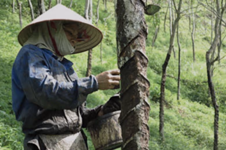 Harvesting Lacquer Resin (Vietnam Essential Oil)